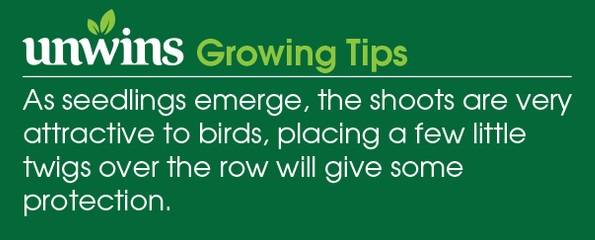 Pea (Maincrop) Onward Seeds Unwins Growing Tips